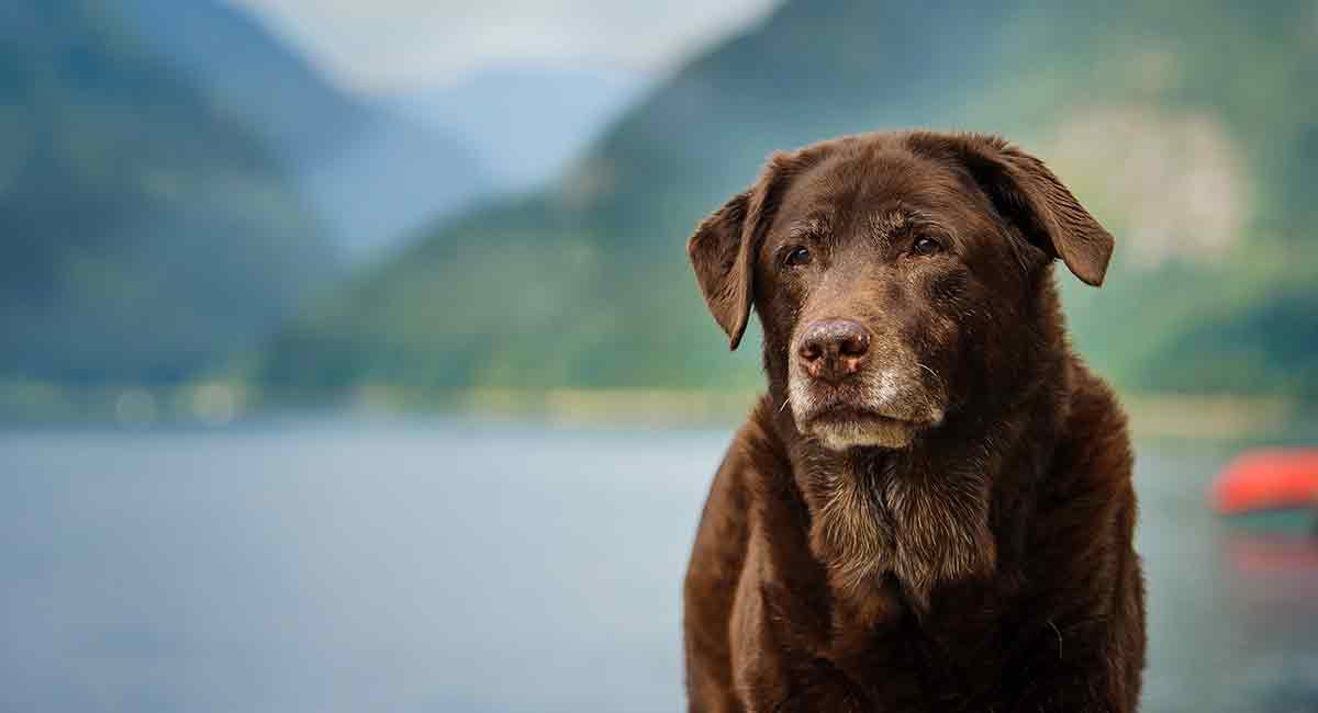 10 year old labrador in store human years