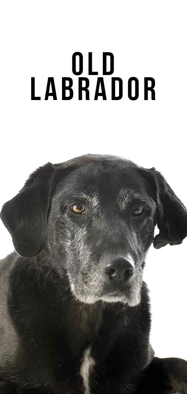 Old best sale black lab