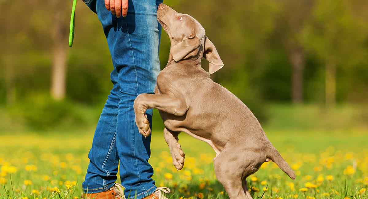 why-do-dogs-jump-on-you-science-might-just-have-the-answer