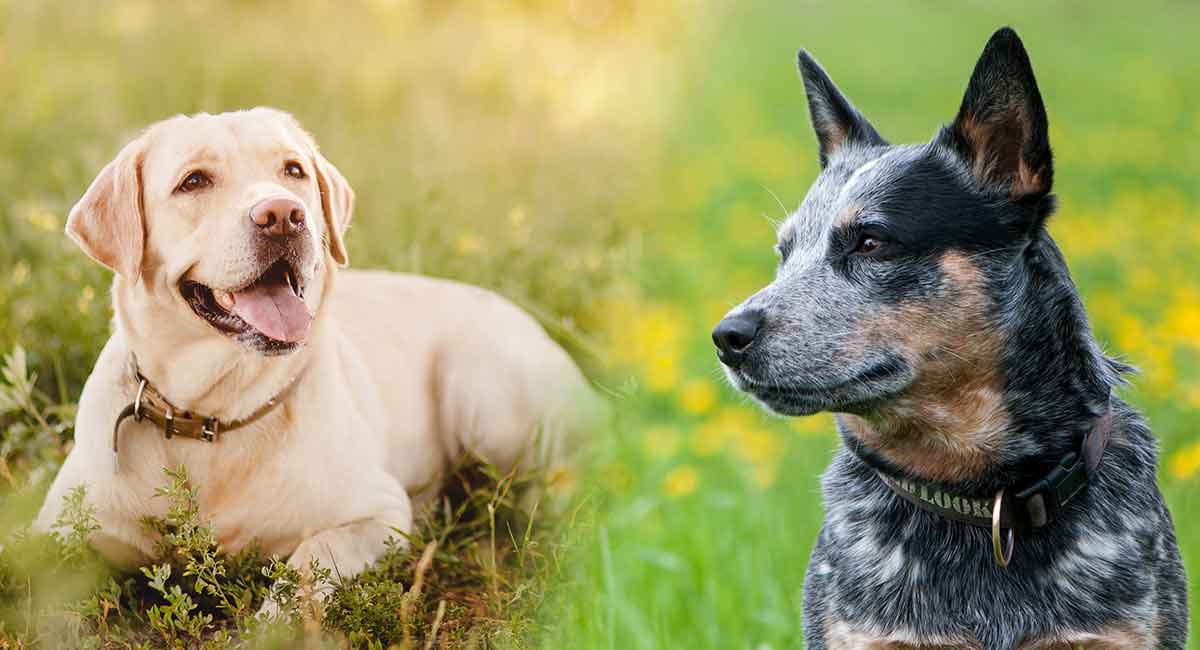 blue heeler australian shepherd and lab mix