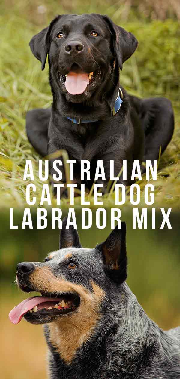 Australian Cattle Dog Lab Mix Find Out More About This Unusual Hybrid