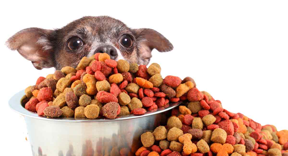 Best Dog Food for Small Dogs with Sensitive Stomachs
