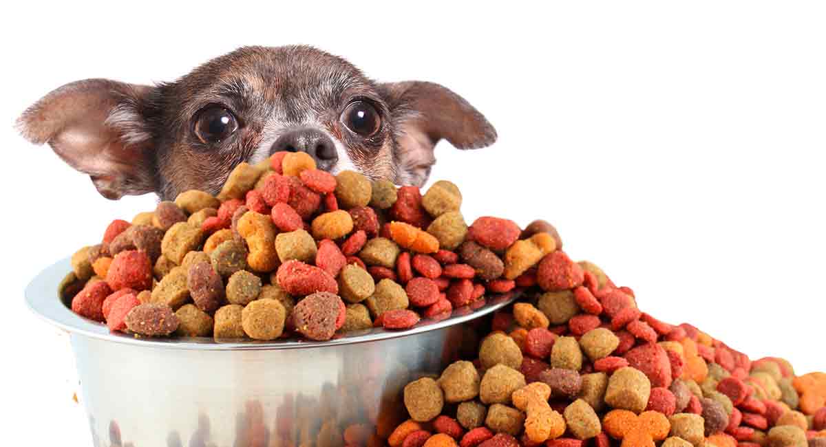 best dog food for small dogs with sensitive stomachs