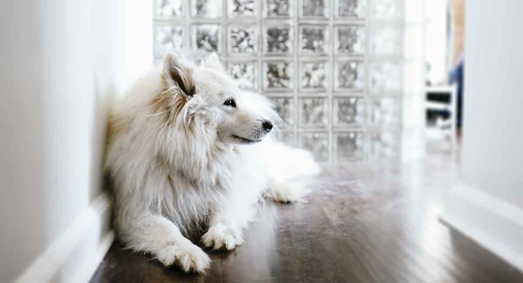 big furry white dog