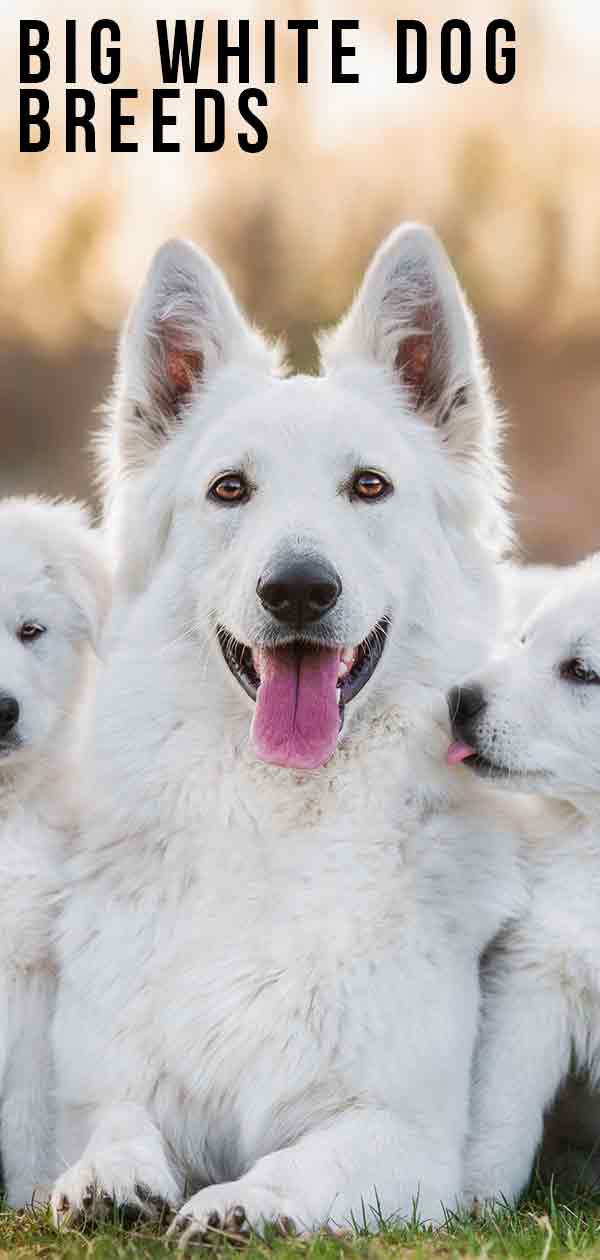 Big White Dog Breeds 12 Big White Dogs From Around The World   Big White Dog Breeds Tall 