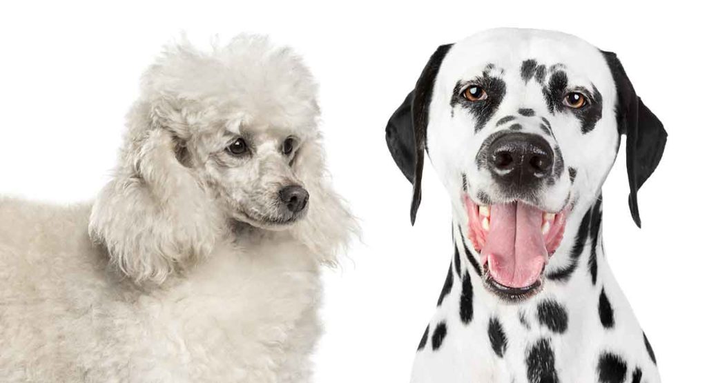  dalmadoodle (dalmatian poodle mix)