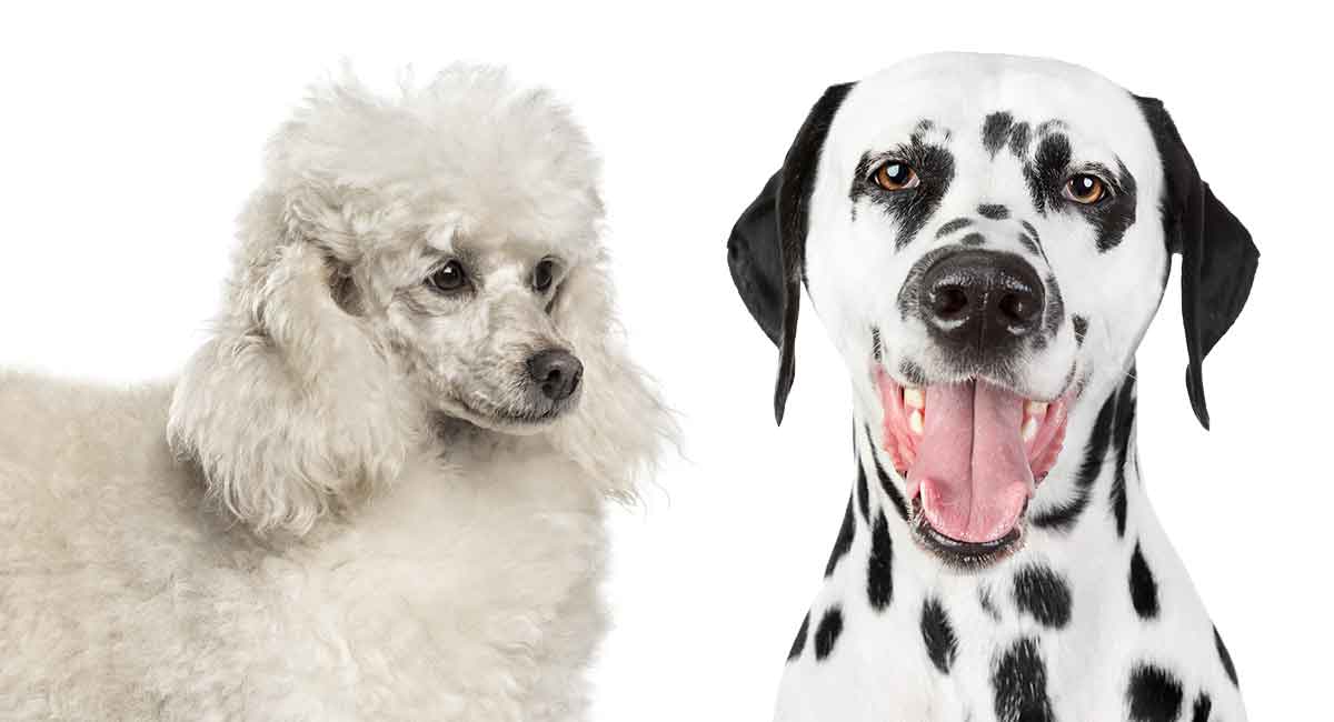 dalmation poodle cross