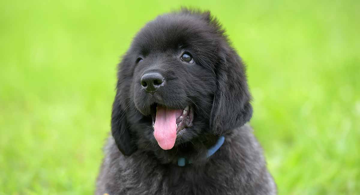 newfie puppy