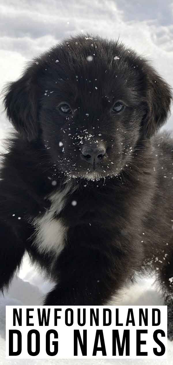 Nume De Câini Din Newfoundland