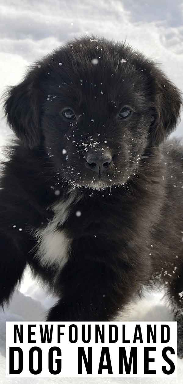 Newfoundland Dog Names Great Ideas For Your New Pup