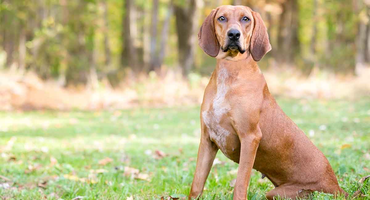 redtick coonhounds treeing