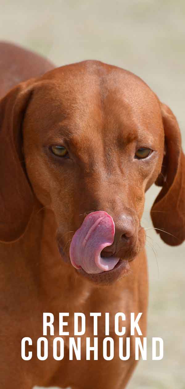 Redtick Coonhound
