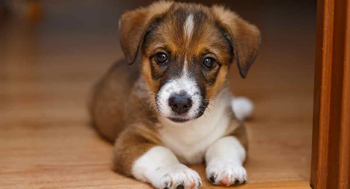 how long will my puppy poop worms after deworming