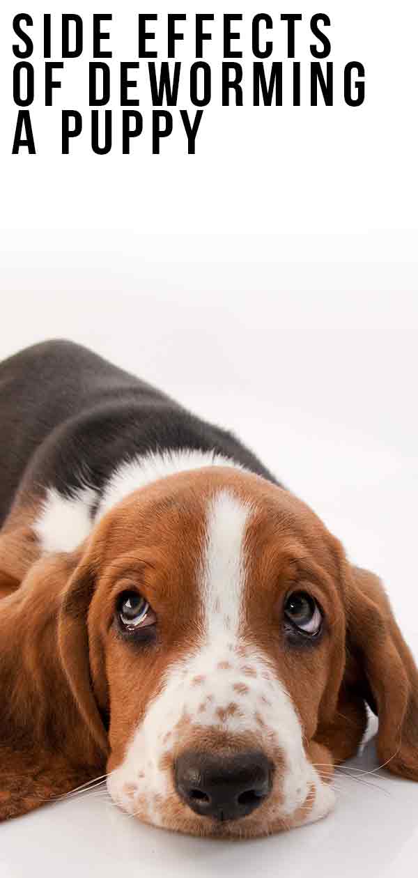 Side Effects Of Deworming A Puppy We Explain All The Possibilities