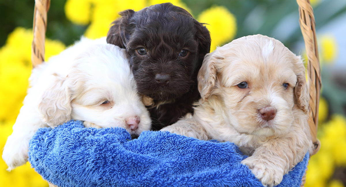 what are cockapoo puppies like