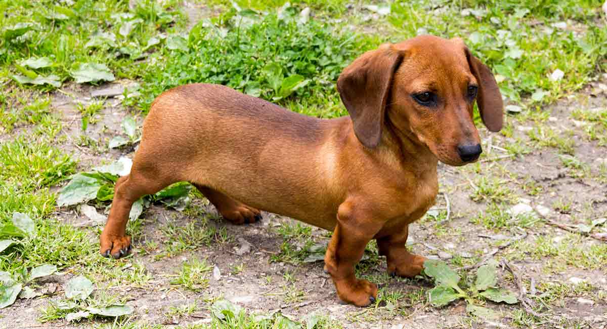 tiny sausage dog