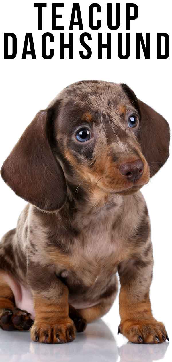 teacup weenie dog for sale