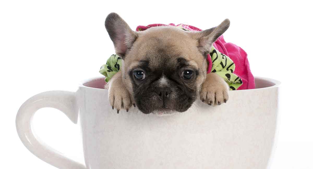 teacup french bulldog