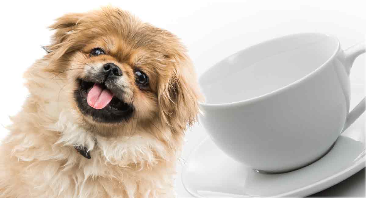 mini pekingese dog