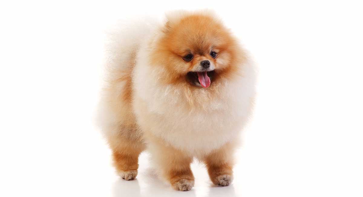 mini pomeranian size