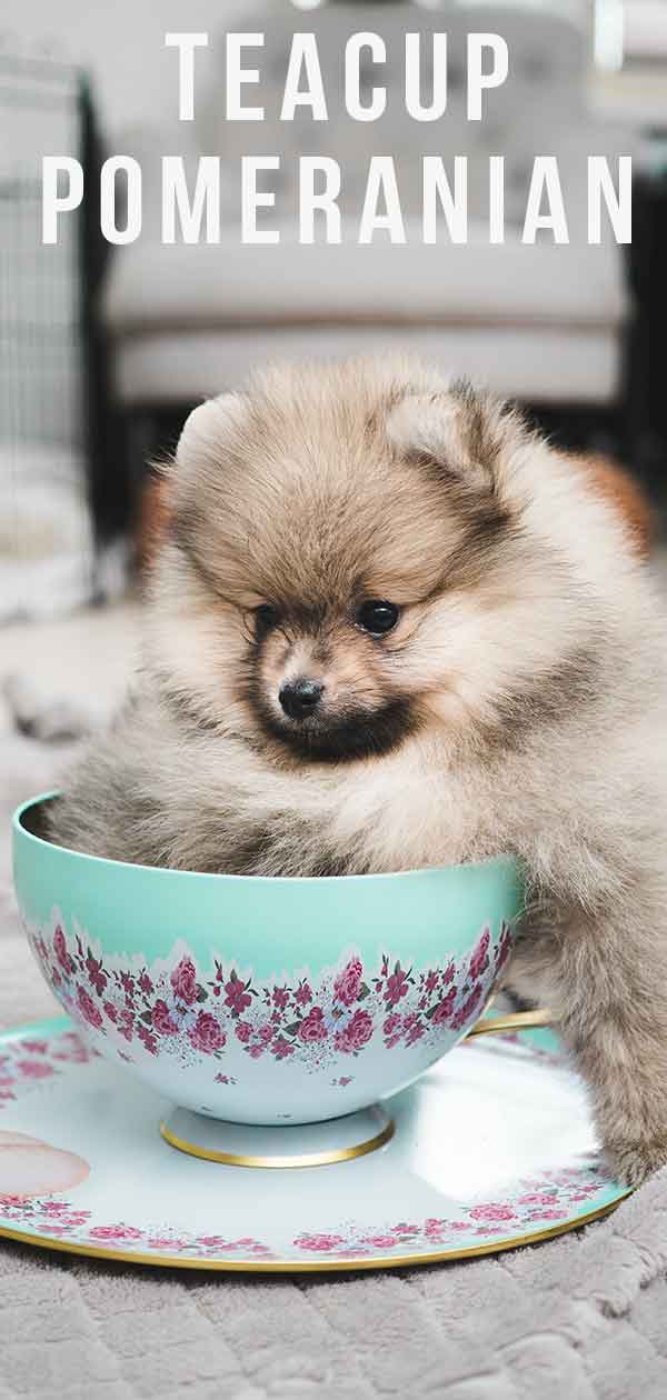 Teacup Pomeranian