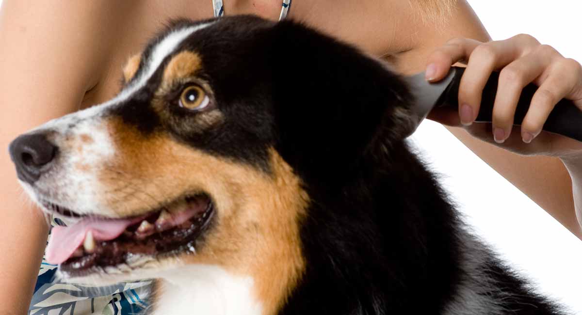 Best grooming tools shop for australian shepherd