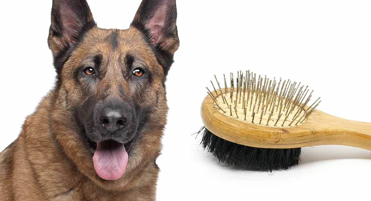 best puppy brush