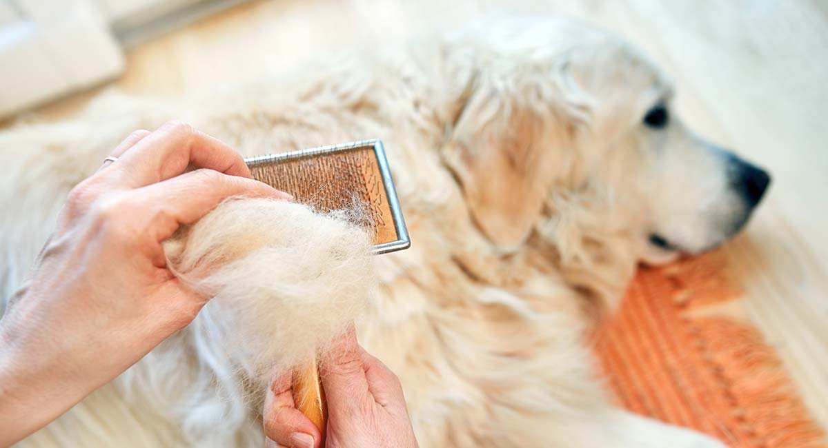 best grooming brush for golden retrievers