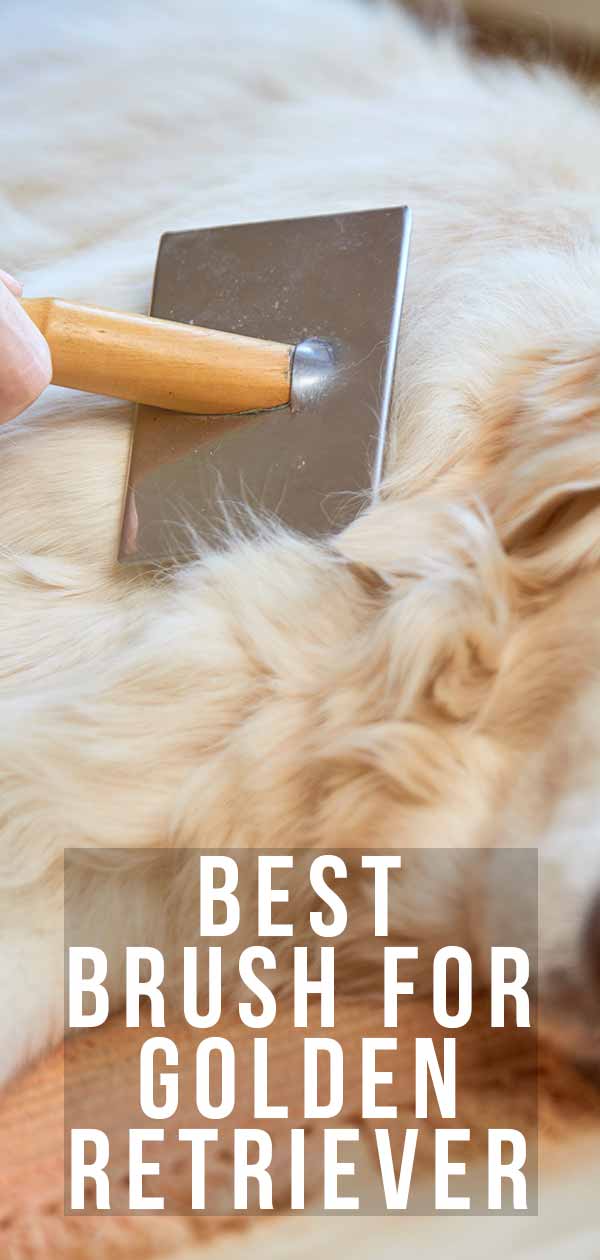 best brush for golden retriever shedding