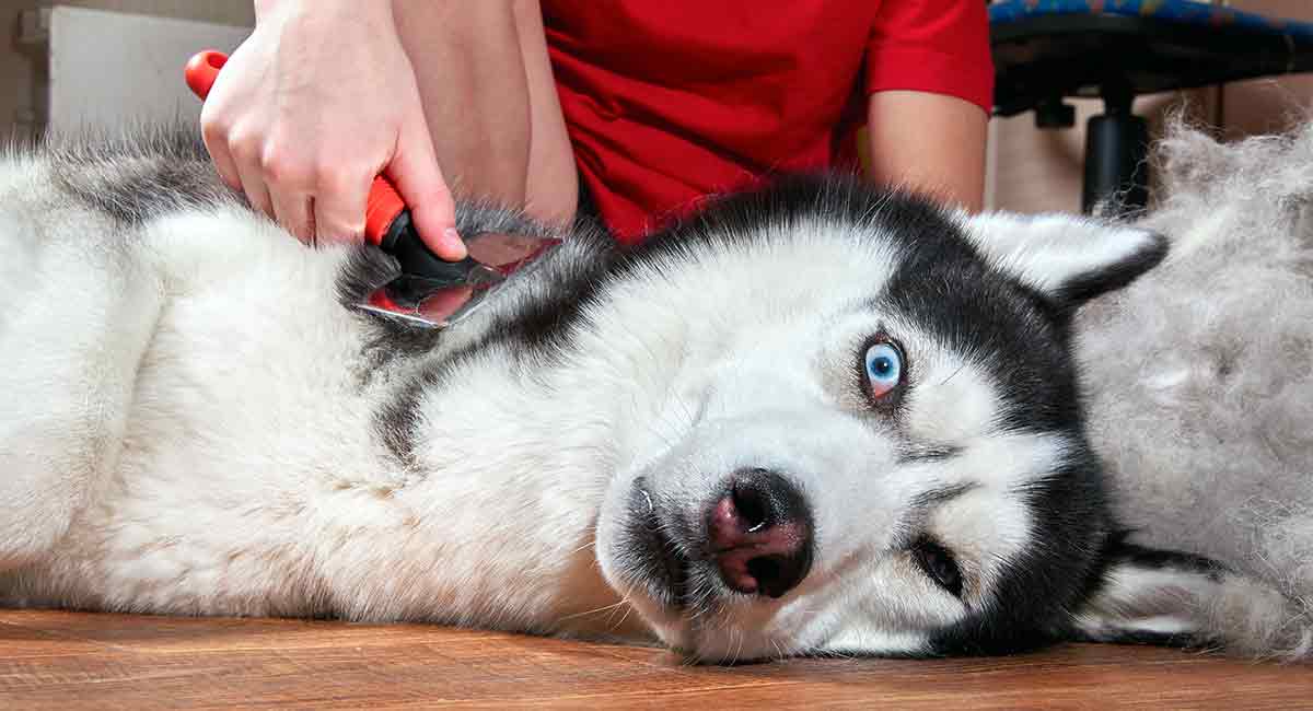 husky shedding