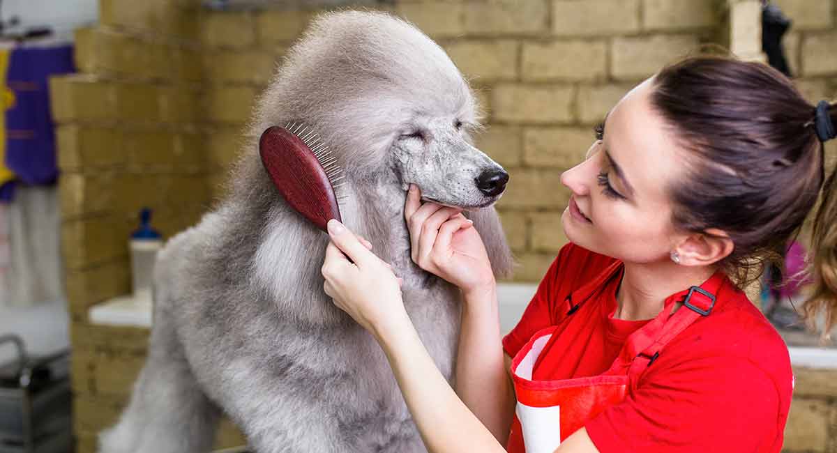 dog brush for poodles