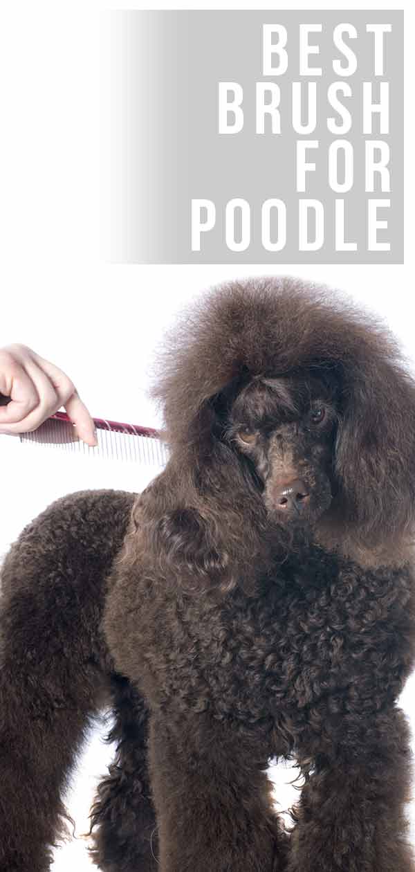best brush for poodles