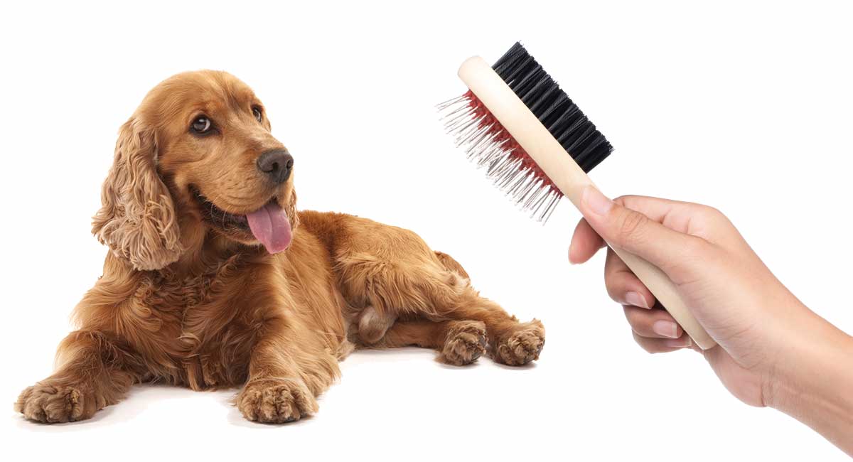 cocker spaniel grooming kit