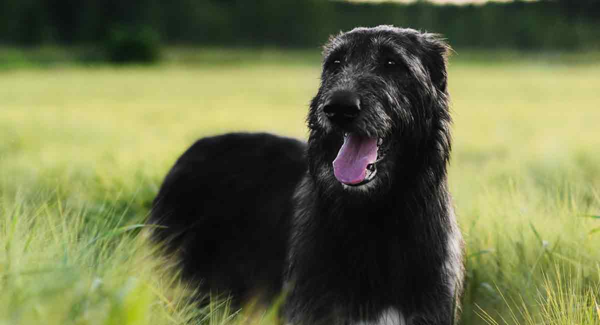 can irish wolfhound be white