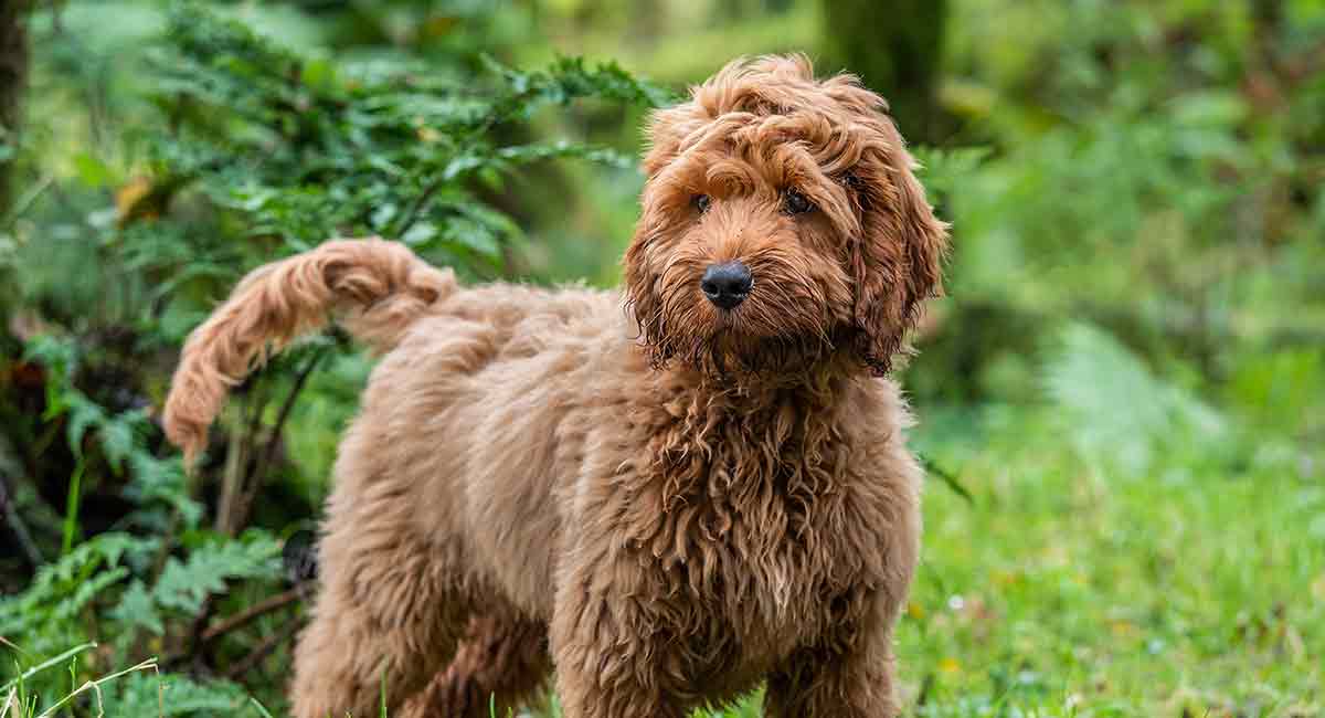 apricot cockapoo puppy