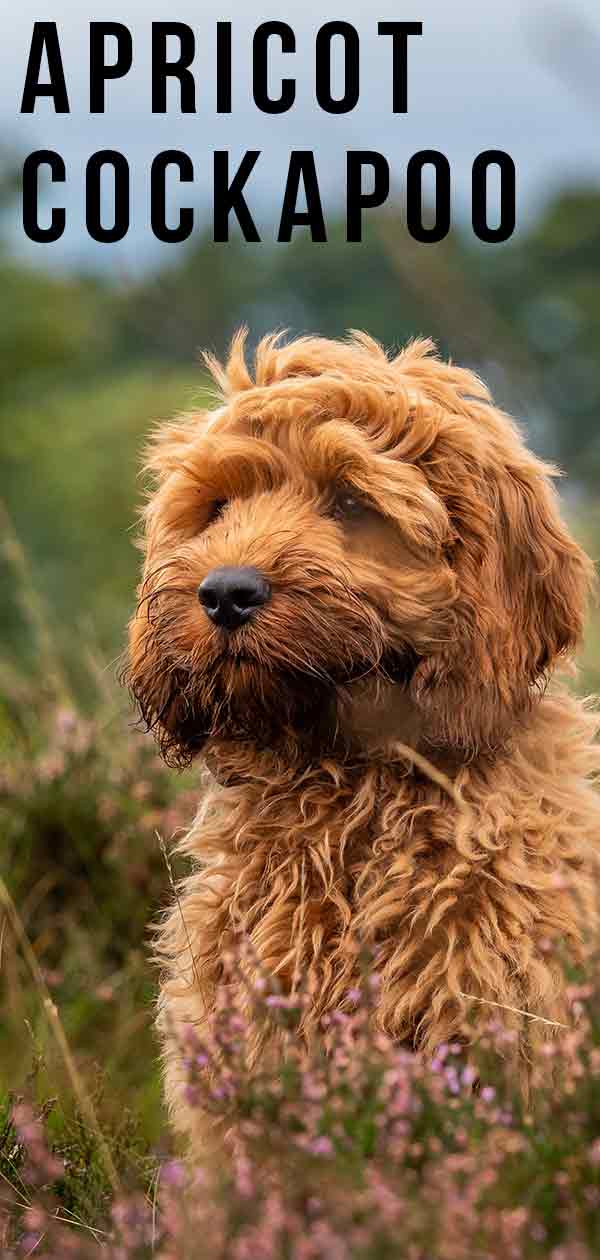 Apricot Cockapoo - Have You Seen This Stunning Color?