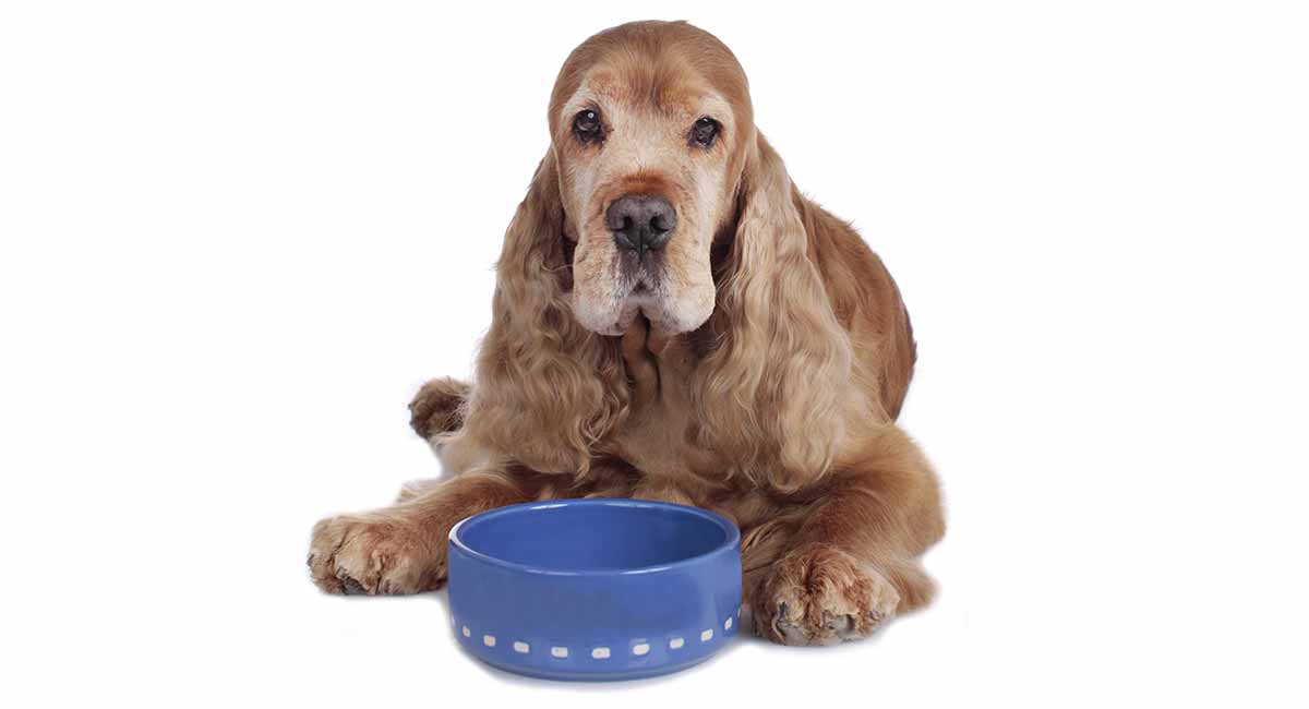 best dog food for seniors with sensitive stomachs