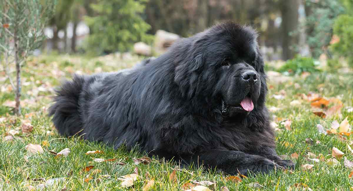 black fluffy big dog