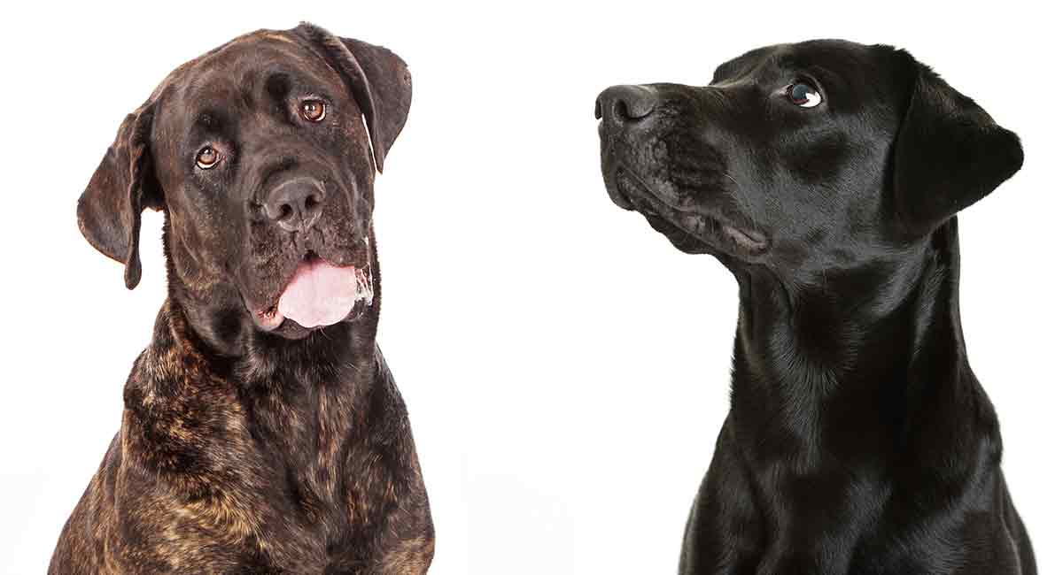 how big will a lab mastiff mix get