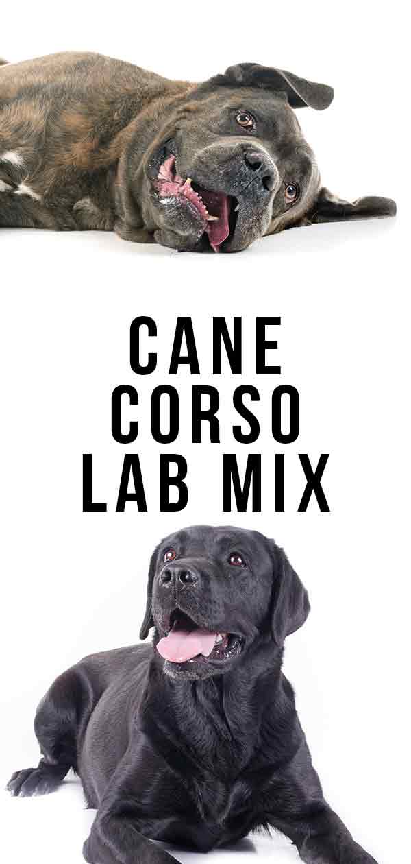 Cane Corso Lab Mix Would This Big Hybrid Suit Your Home?