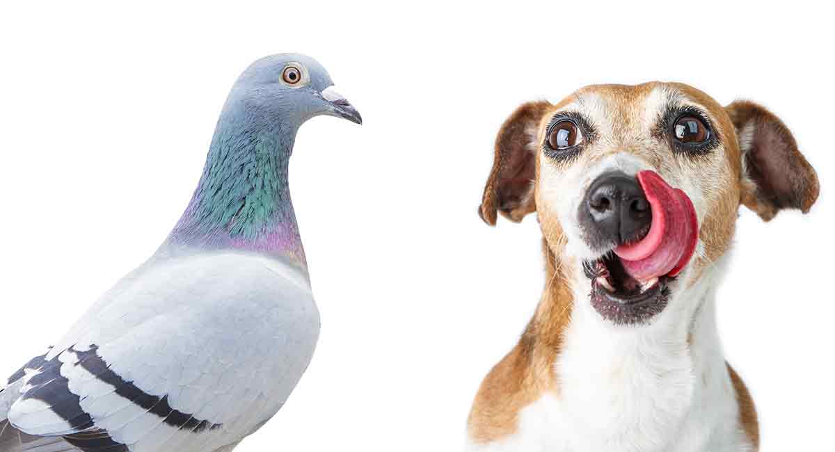 My Dog Ate A Bird: What to Do Next? Is 