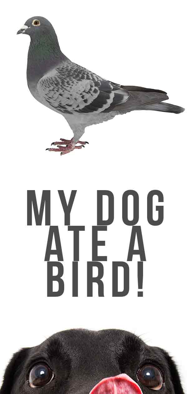 my dog ate a bird