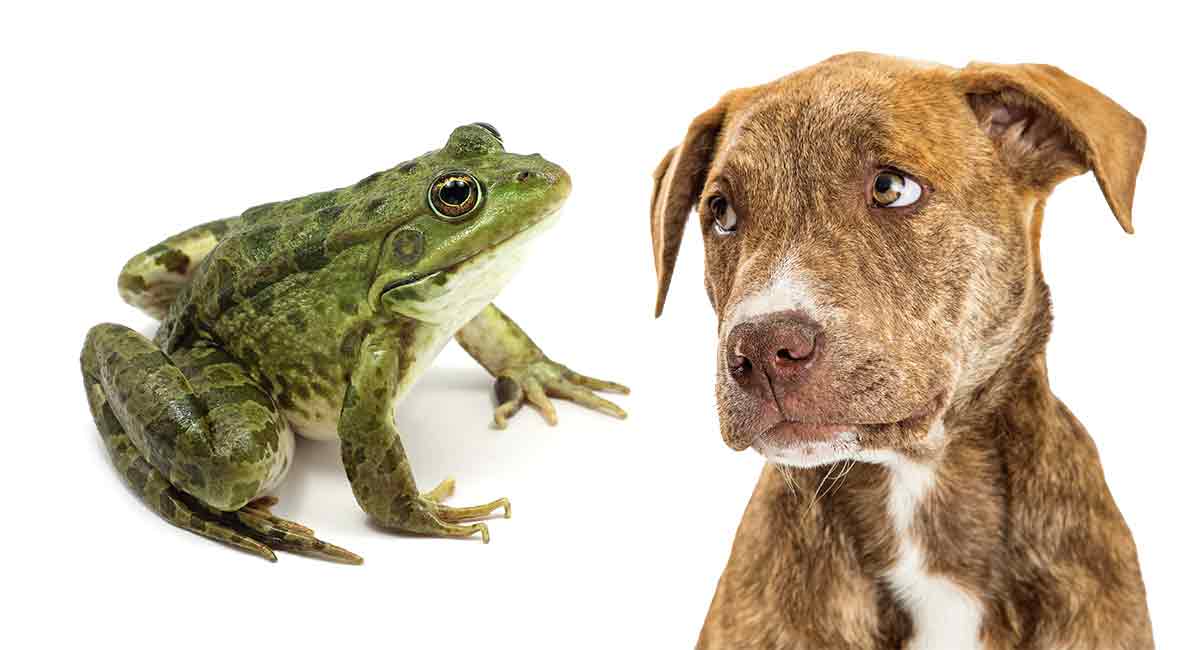 Image result for dog frog"