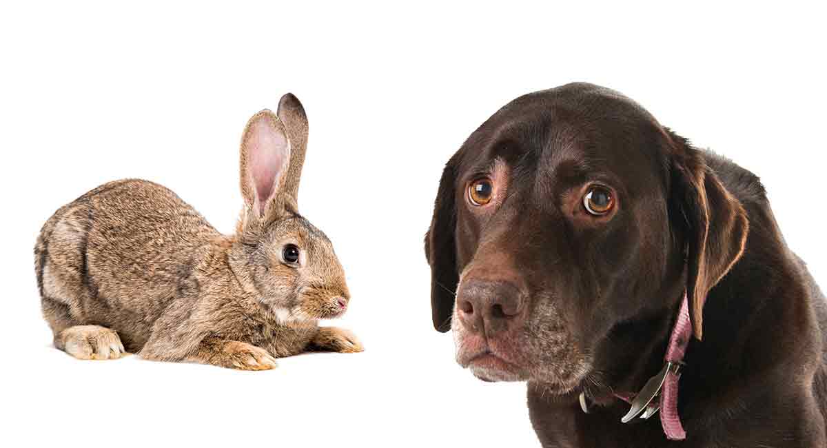 do rabbits like dogs