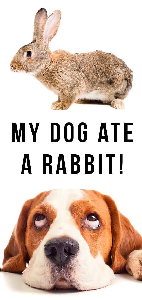 can a rabbit make a dog sick