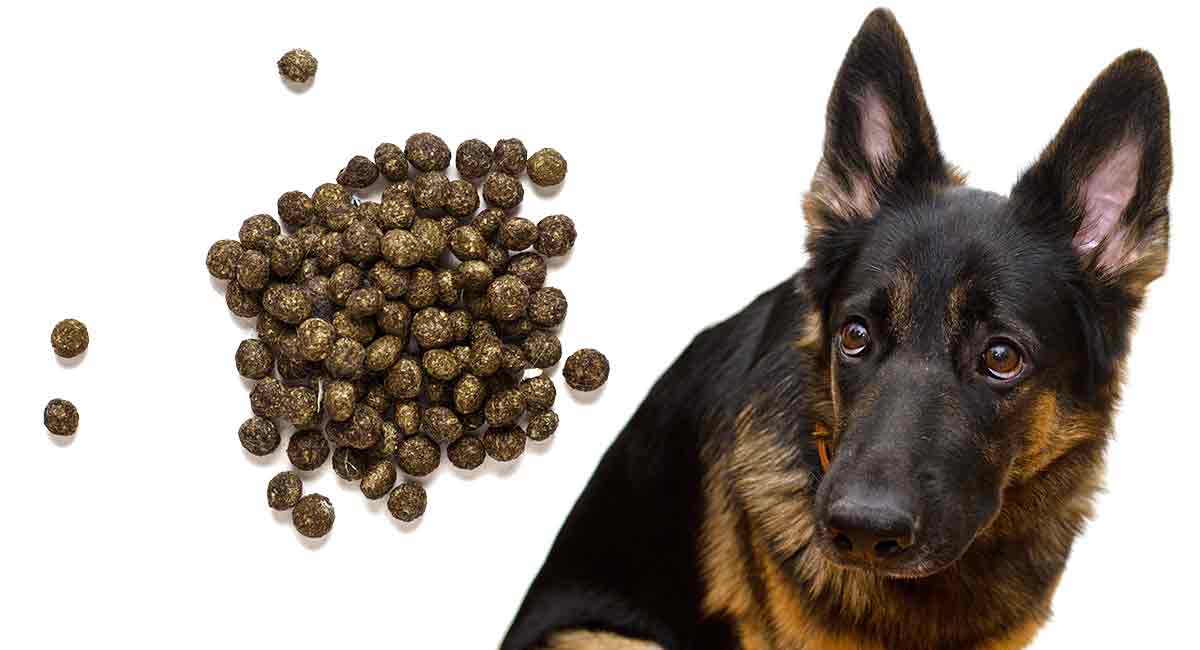 how to stop your dog from eating rabbit poop