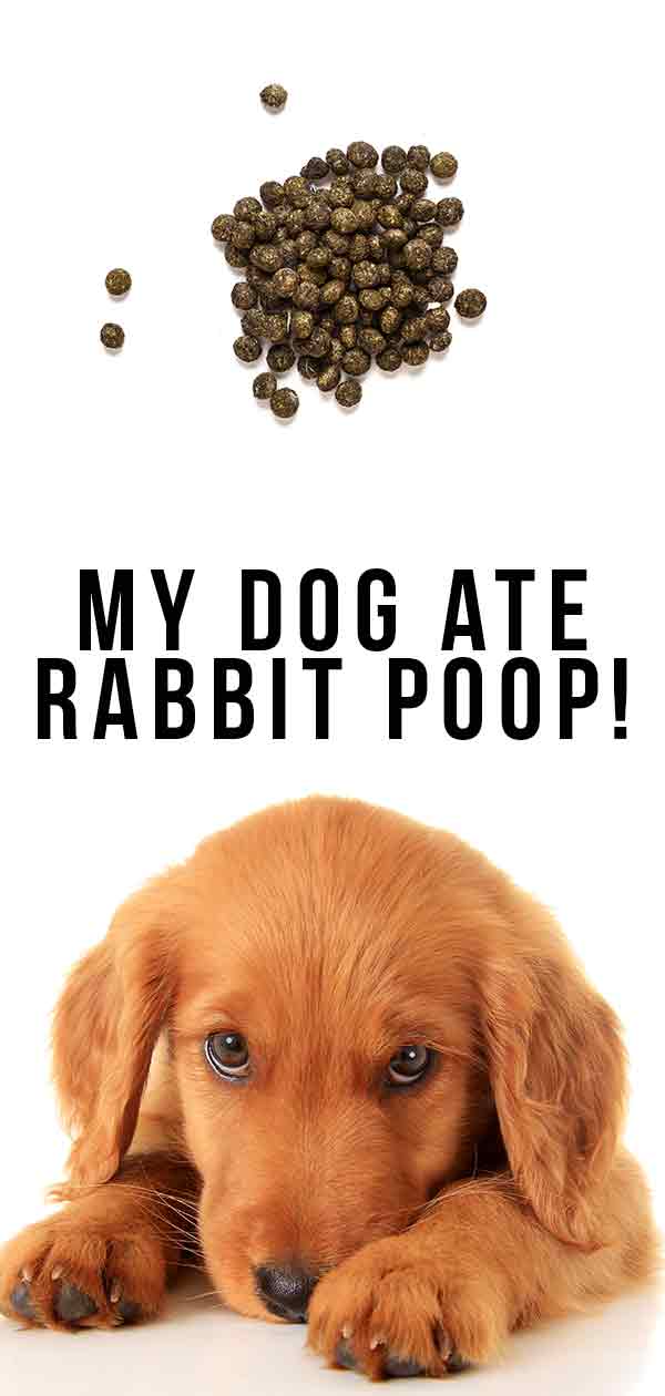 my dog ate rabbit poop