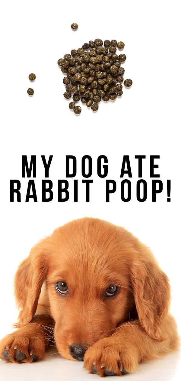 is it safe for dogs to eat rabbit poop