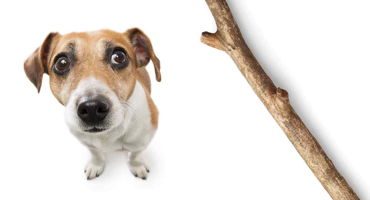 How to Stop My Dog from Eating Wood Chips 