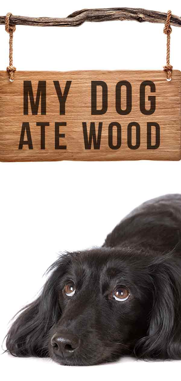 My Dog Ate Wood What Should You Do Next